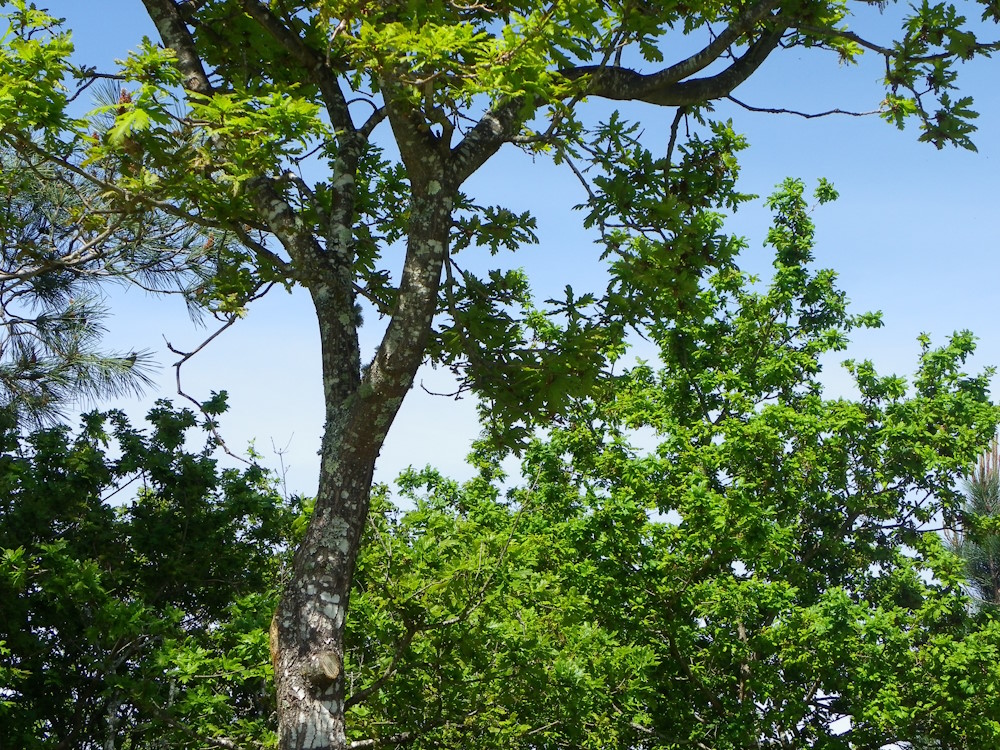 Foto de la Naturaleza